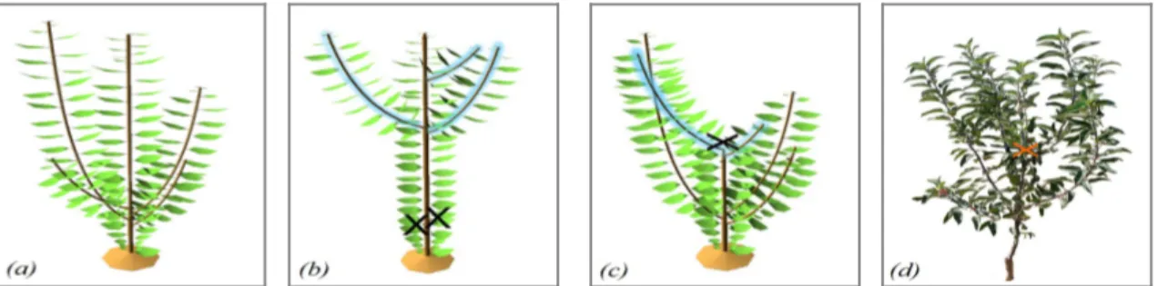 Fig. 2: Comparison between a control tree (a) and pruned trees (b,c,d). Pruning (crosses) (b) on the sylleptic  branches show emergence of new branches on the main trunk while (c) pruning on the trunk shows emergence  of new branches below the cut like in 