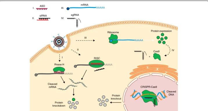 Fig. 2 Regulation of gene and protein expression using RNA. Once delivered into the cells, RNA macromolecules can utilize diverse intracellular mechanisms to control gene and protein expression