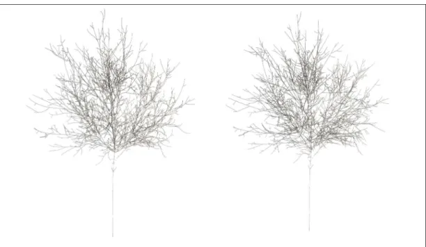 Figure 3: Exemple de reconstruction d’une plante (Noyer numérisé [SRG97]) avec et sans les coefficients différentiels : à gauche compression sans pertes (74 % du modèle original), à droite, avec pertes (61 % du modèle original).