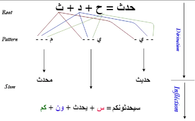 Figure 1.2: Construction d'un mot arabe complexe en utilisant la racine. 