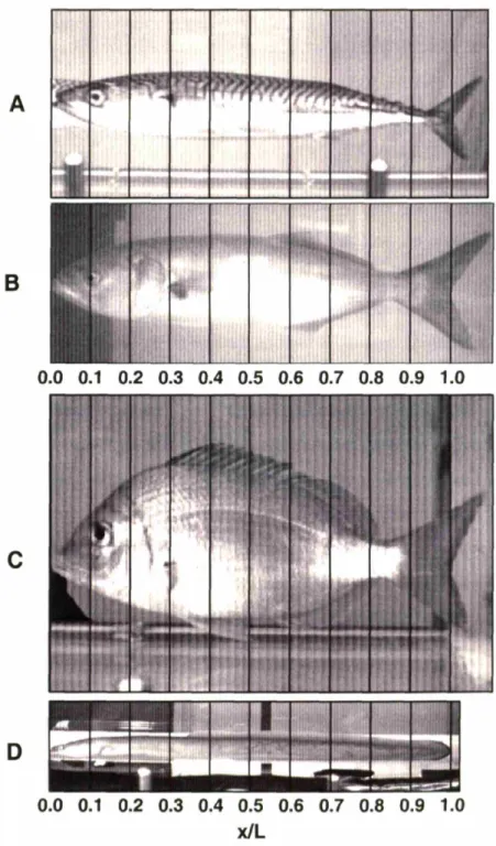 Fig. 4.1 Images of representative specimens scaled by length for comparison of body shape and structure: (A) mackerel, (D) bluefish, (C) scup, and (D) eel