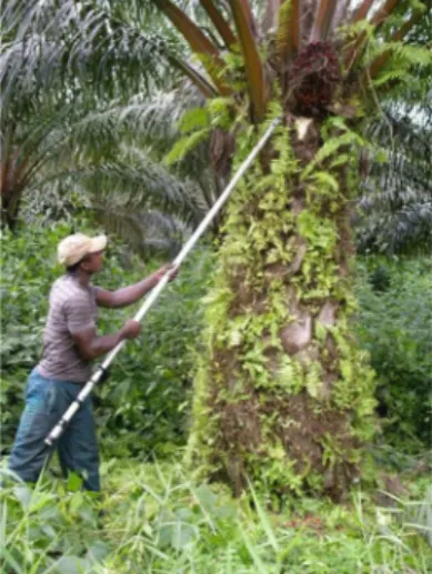 Figure 9 (S. Rafflegeau): Harvesting palm fruit with a specific tool.