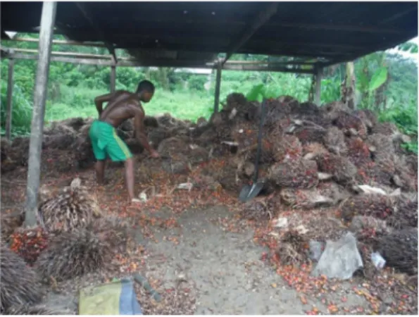 Figure 10 (D. Nanda): Removal of fruit from FFB after few days of storage.