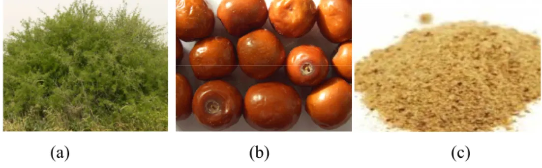 Figure 03 : (a) plante, (b)  Fruit, (c) poudre de Z. lotus. 
