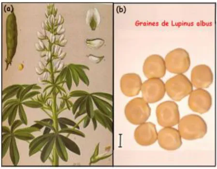 Figure 01: Lupinus albus. (a) plante avec feuilles, fleurs blanches et gousse. (b) graines