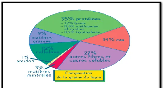 Figure  02: composition biochimique de la graine de lupin (Anonyme 1 ). 