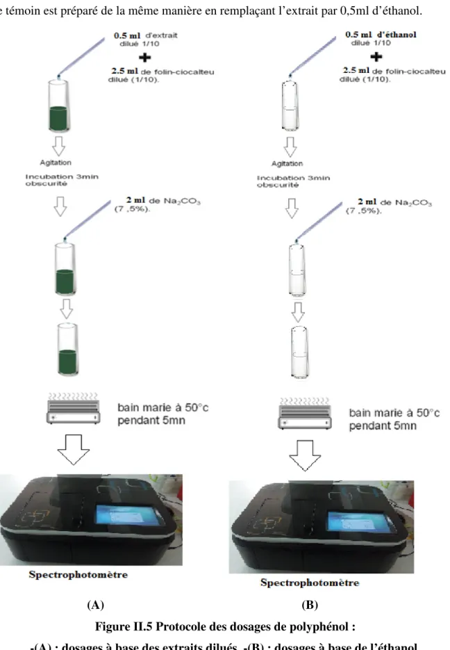 Figure II.5 Protocole des dosages de polyphénol : 