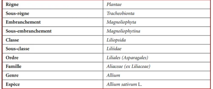 Tableau II : Situation botanique de l’espèce  Allium sativum L (Benzeggouta 2005).