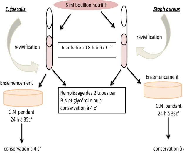 Fig 16 : schéma résumant le protocole de revivification des souches bactériennes.
