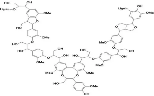 Figure 12: Structure d’une lignine 