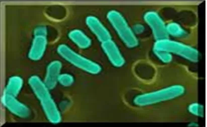 Figure 14: Photo de la bactérie du genre Pseudomonas observée sous microscope 