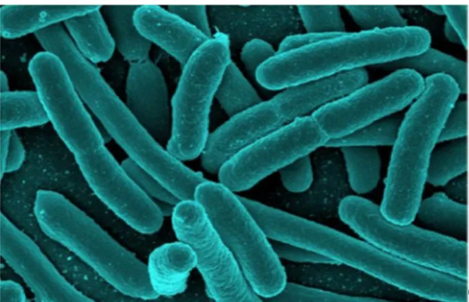 Figure 16: Photo de la bactérie E.coli observée sous microscope  