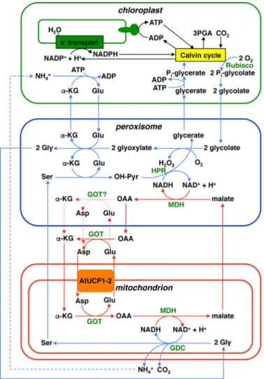 Figure 10. Role of AtUCP1 and AtUCP2 in photorespiration. Blue and red lines with arrows indicate the flow of the glycolate pathway and the transport of reducing equivalents, respectively