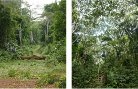 Figure 1.6 – Abandoned logging roads, closed with a log to block access one year after exploitation in south east Cameroon (left) and with dense herb cover and regenerating trees 14 years after abandonment in northern Republic of Congo (right).