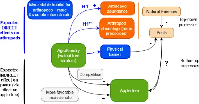Figure 4: Main hypotheses of the effect of walnut tree presence on arthropods. H1 and H1’’: hypotheses that are going to be  tested 