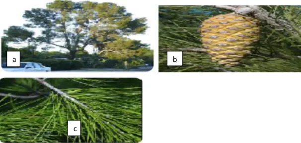 Figure 1 : Pinus halepensis Mill :a) arbre b) fruit c) feuilles 
