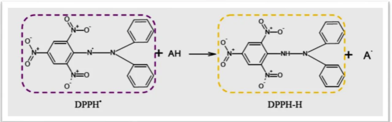 Figure  4  :  Mécanisme  réactionnel  intervenant  lors  du  test  DPPH +  entre  l’espèce  radicalaire DPPH +  et un antioxydant