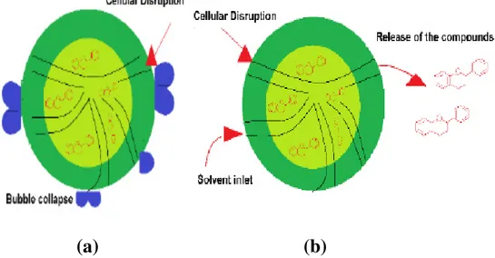 Figure 4: The mechanism of cell wall disruption (a) breaking of cell wall due to cavitation,  (b) diffusion of solvent into the cell structure (Medina-Torres et al., 2017)