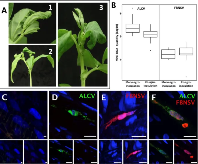 Figure 1. Localization of FBNSV and ALCV DNA in broad bean host plants. Visualization of ALCV  symptoms (A.1) and FBNSV symptoms (A.2) on late stage of infection on broad bean plants, where  symptoms are easier to see, and ALCV + FBNSV symptoms (A.3) on ea