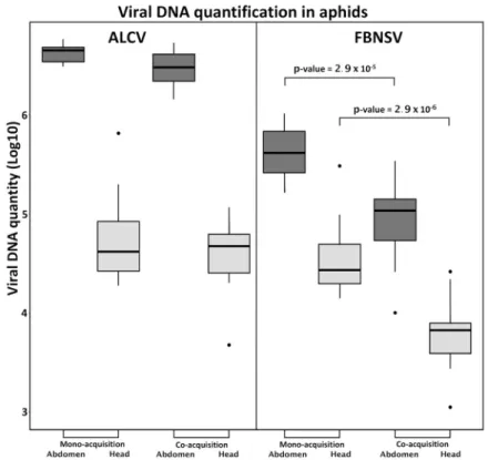 Figure 2. Accumulation of FBNSV and ALCV in aphid vectors. The box-plots represent the amounts  of viral DNA (log10 of copy number) of ALCV and FBNSV in the abdomens (dark grey) and heads  (light grey) of A