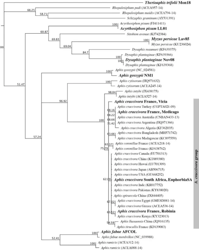 Figure 1. Neighbor joining tree showing the genetic distances among members of the Aphis craccivora group and members of related species, based on the cytochrome oxidase 1 gene.