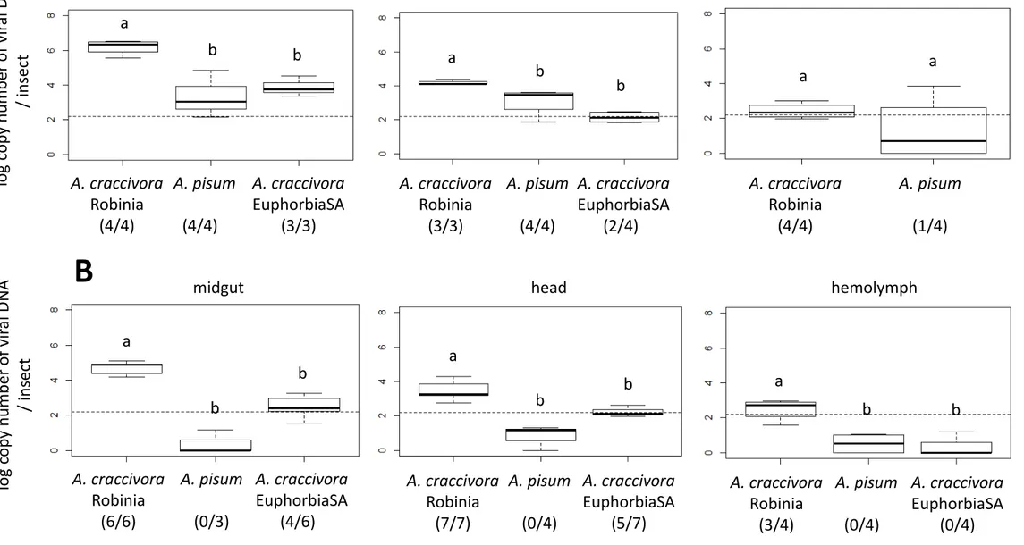 Figure 3. Box-plots showing amount of ALCV DNA in the midgut, head, and hemolymph in vector aphids (A