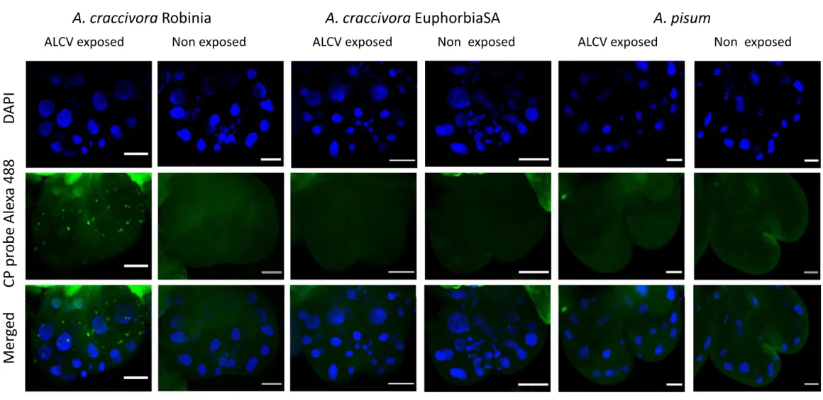 Figure 6. Localization of ALCV DNA by FISH in dissected primary salivary glands of vector and non-vector aphids of ALCV