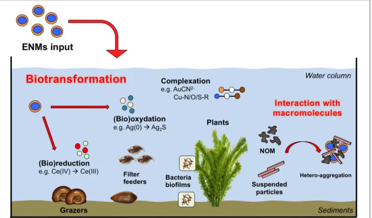 FIGURE 4 | Major ENPs (bio)transformation pathways observed in aquatic mesocosms studies.