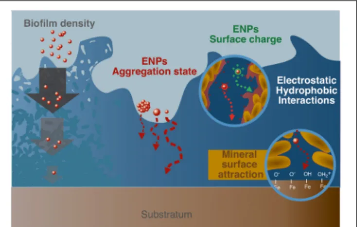 FIGURE 2 | Parameters controlling ENPs migration within biofilms. From left to right, biofilm density and permeability that can limit access to the deepest layers; aggregation state and size of ENPs; ENPs surface charge that controls associations with the 