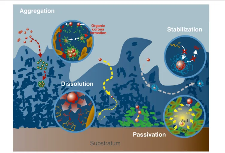 FIGURE 3 | Examples of processes associated to ENPs transformations and aggregation. From left to right, aggregation mediated by the formation, in the biofilm matrix, of an organic corona, that modifies ENPs surface properties and promotes interactions bet