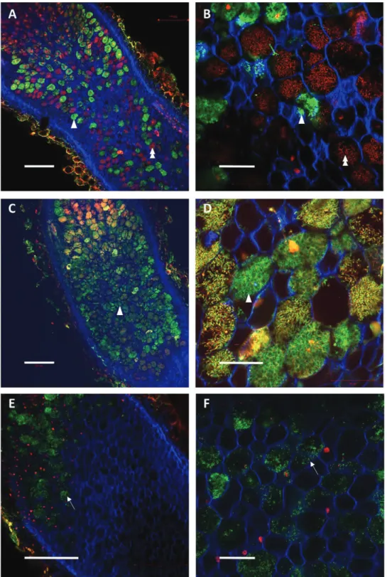 Fig. 3.  Effect of systemic N-satiety signaling on the bacteroid viability of C, DN 2 , and SN 2  mature nodules