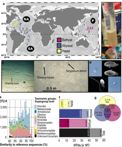Fig. 1 Heterotrophic deep-sea protist diversity and distribution. a Map of the 20 examined deep-sea stations
