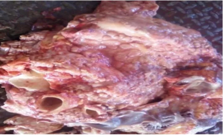 Figure 21: Aspect macroscopique des lésions de tuberculose sur le foie  (Photo originelle) 