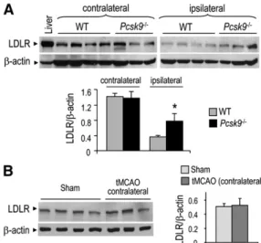 Fig.     6.   LDLR regulation by PCSK9 following tMCAO. A: Repre- Repre-sentative immunoblots showing the protein levels of LDLR and 