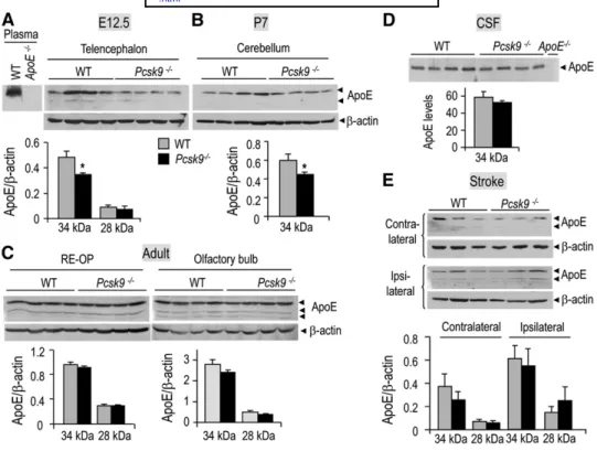 Fig.     7.   Regulation of apoE protein levels in   Pcsk9  ⫺ /  ⫺    mouse brain during development, at adulthood, and  following tMCAO
