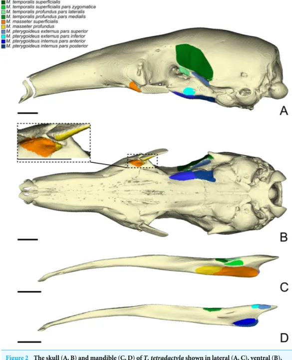 Figure 2 The skull (A, B) and mandible (C, D) of T. tetradactyla shown in lateral (A, C), ventral (B), and medial (D) views