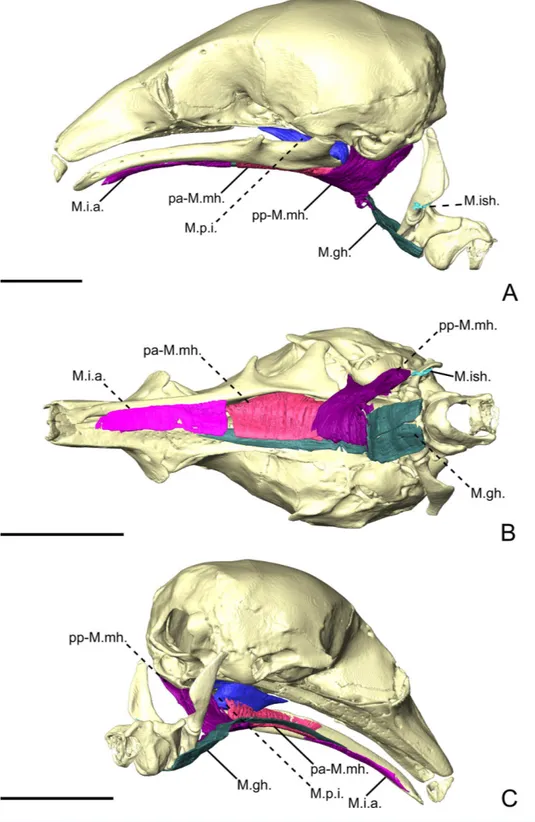 Figure 5 The intermandibular musculature, M. geniohyoideus, and M. pterygoideus internus of C