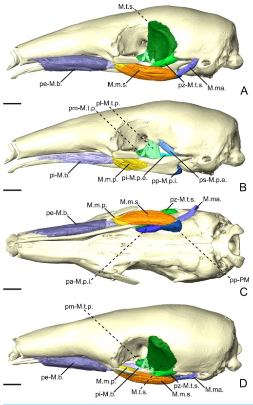 Figure 6 The masticatory and facial-masticatory musculature of T. tetradactyla in lateral (A, B), ven- ven-tral (C), and dorsolateral (D) views