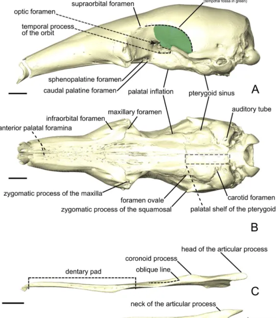 Figure 1 The skull (A, B) and mandible (C-E) of Tamandua tetradactyla shown in lateral (A) and ven- ven-tral (B) views