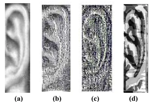 Fig. 2. (a) Example of normalized ear images and their corresponding (b)  LBP, (c) LPQ, and (d) BSIF representations