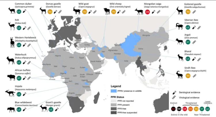FIGURE 1 | Map illustrating published reports of PPRV detection in free-ranging wildlife species