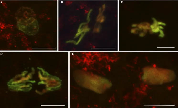 Fig. 2B). During the ﬁ rst mitotic division, paternal and maternal chromosomes aligned in separate regions at the metaphase plate (n = 2, Fig
