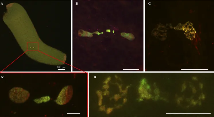 FIG 3 Culex pipiens embryos from INTER-INTER crosses exhibiting CI in ﬁ rst division. Paternal chromatin appears in green/yellow (acetylated histone H4 labeling is dominant), and maternal chromatin appears in red (propidium iodide labeling is dominant)