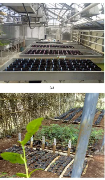 Figure 1. Image relating to the block system of trials set up in Montpellier greenhouse (a)  and Daloa nursery (b)