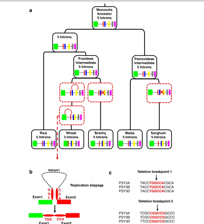 Figure 3 Mechanism driving intron-exon shuffling of PSY 3 genes in Grasses. (a) PSY3 gene evolution among Grasses