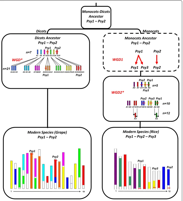 Figure 4 PSY gene evolutionary scenario in Angiosperms. The modern monocots (exemplified by the rice genome structured in 12 chromosomes) and eudicots (exemplified by the grape genome structured in 19 chromosomes) are illustrated at the bottom using a colo