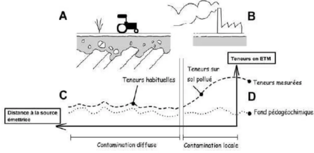 Figure I.1 : Contamination diffuse et locale (Pereira et Sonnet, 2007). 