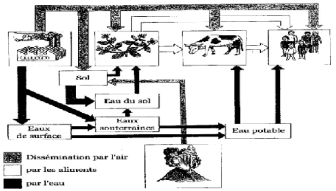 Figure I.3 : Le cheminement des métaux lourds dans l’environnement (Bert et Deram, 1999) 