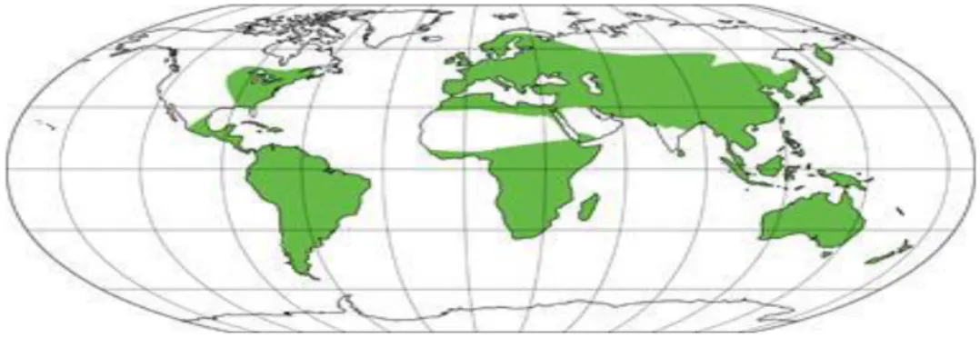 Figure 01 : Carte de répartition géographique des Thymelaeaceae .Source  (www.Horticol.com)  