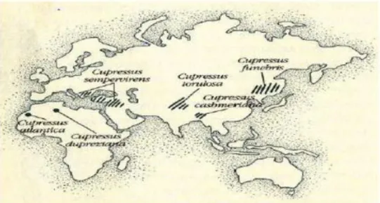 Figure 04 : Répartition des cyprès euro-asiatiques (Pontoppidan, 2000). 